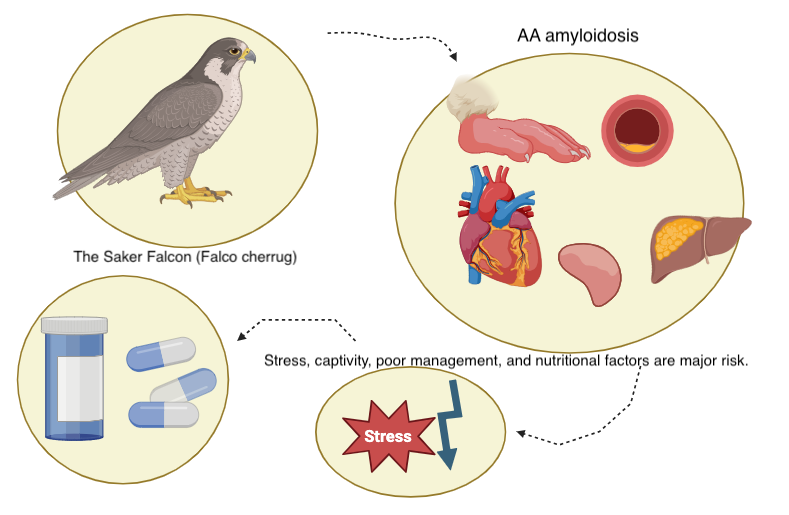 Graphical Abstract 
