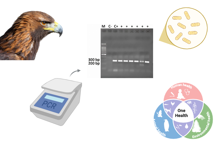 Graphical Abstract
