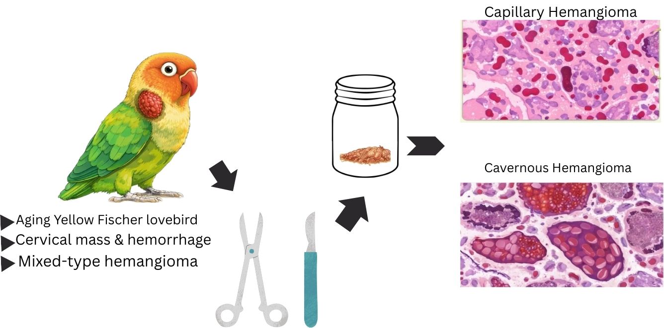 Graphical Abstract