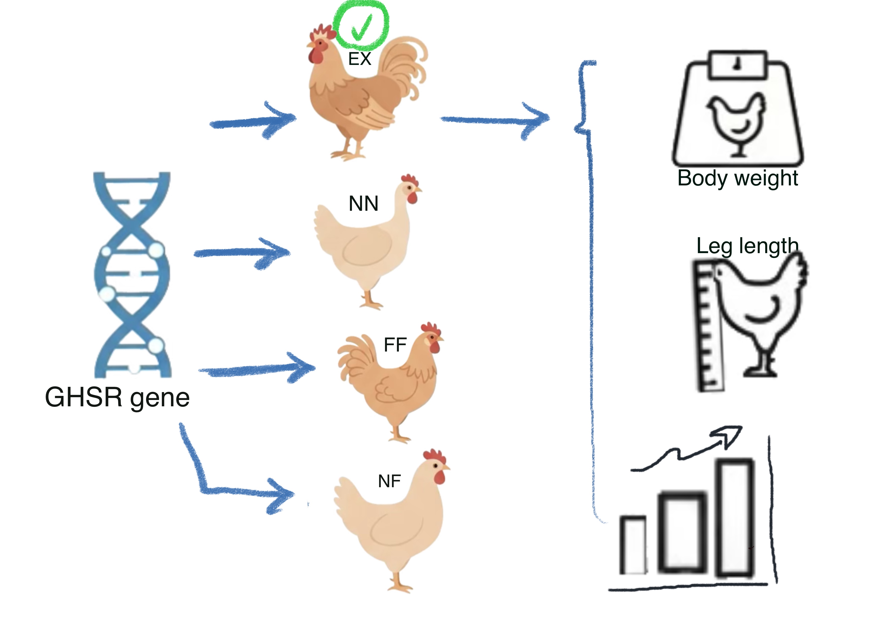 Graphical Abstract