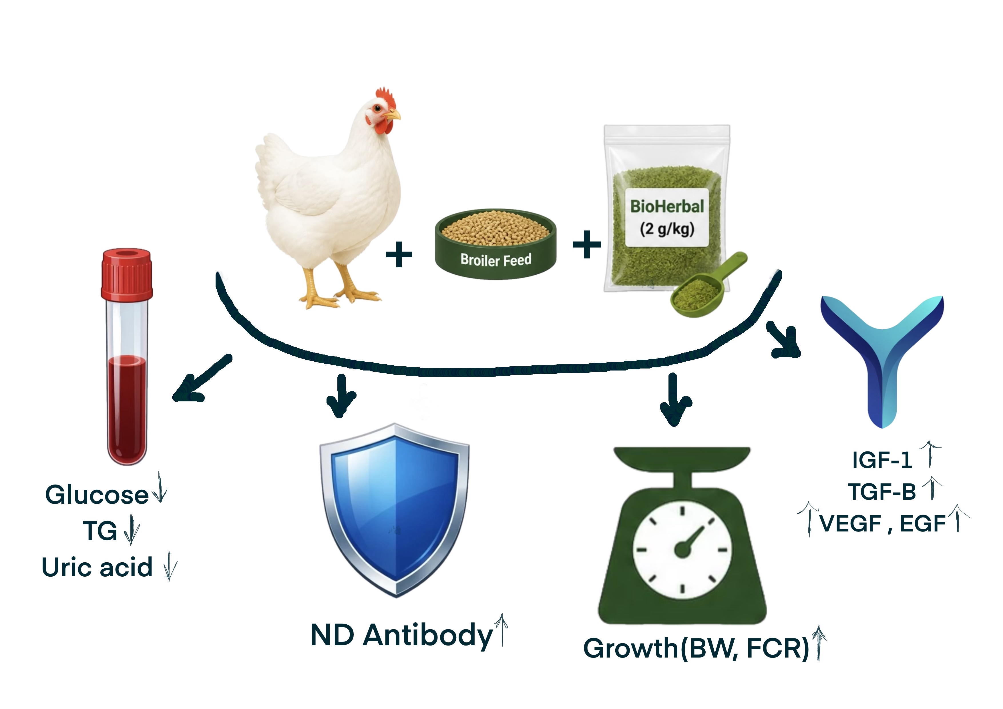 Graphical Abstract