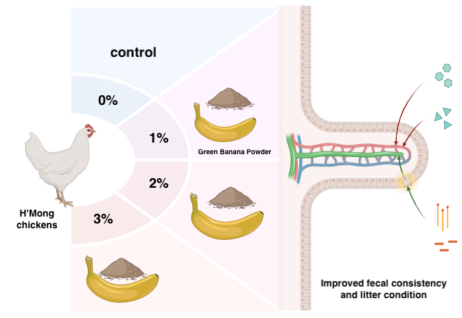 Graphical Abstract